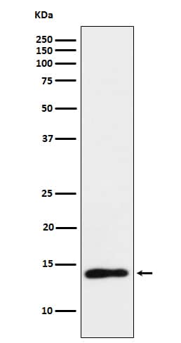 Western Blot: TCL1A Antibody (SR1149) [NBP3-21919] - Western blot analysis using NBP3-21919 in Ramos cell lysate.