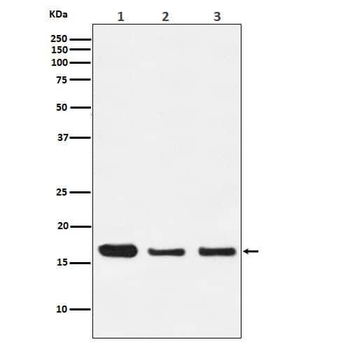 Western Blot: HES5 Antibody (SR1288) [NBP3-21939] - Western blot analysis using NBP3-21939 in (1) 293 cell lysate; (2) Mouse spleen lysate; (3) C6 cell lysate.