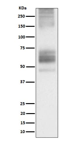 Western Blot: Somatostatin R1/SSTR1 Antibody (SR2064) [NBP3-21957] - Western blot analysis using NBP3-21957 in 293T transfected with Somatostatin R1/SSTR1 cell lysate.