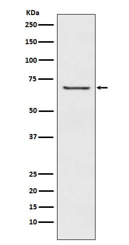 Western Blot GABA-A R beta 2 Antibody (SR2040) - BSA Free
