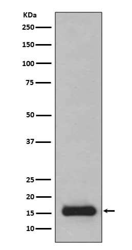 Western Blot: PFDN5 Antibody (SR1265) [NBP3-21968] - Western blot analysis using NBP3-21968 in 293T cell lysate.