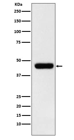 Western Blot: eIF4A1 Antibody (SR1793) [NBP3-21969] - Western blot analysis using NBP3-21969 in MCF7 cell lysate.