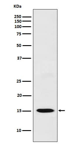 Western Blot: CXCL11/I-TAC Antibody (SR1209) [NBP3-21972] - Western blot analysis using NBP3-21972 in THP1 cell lysate.