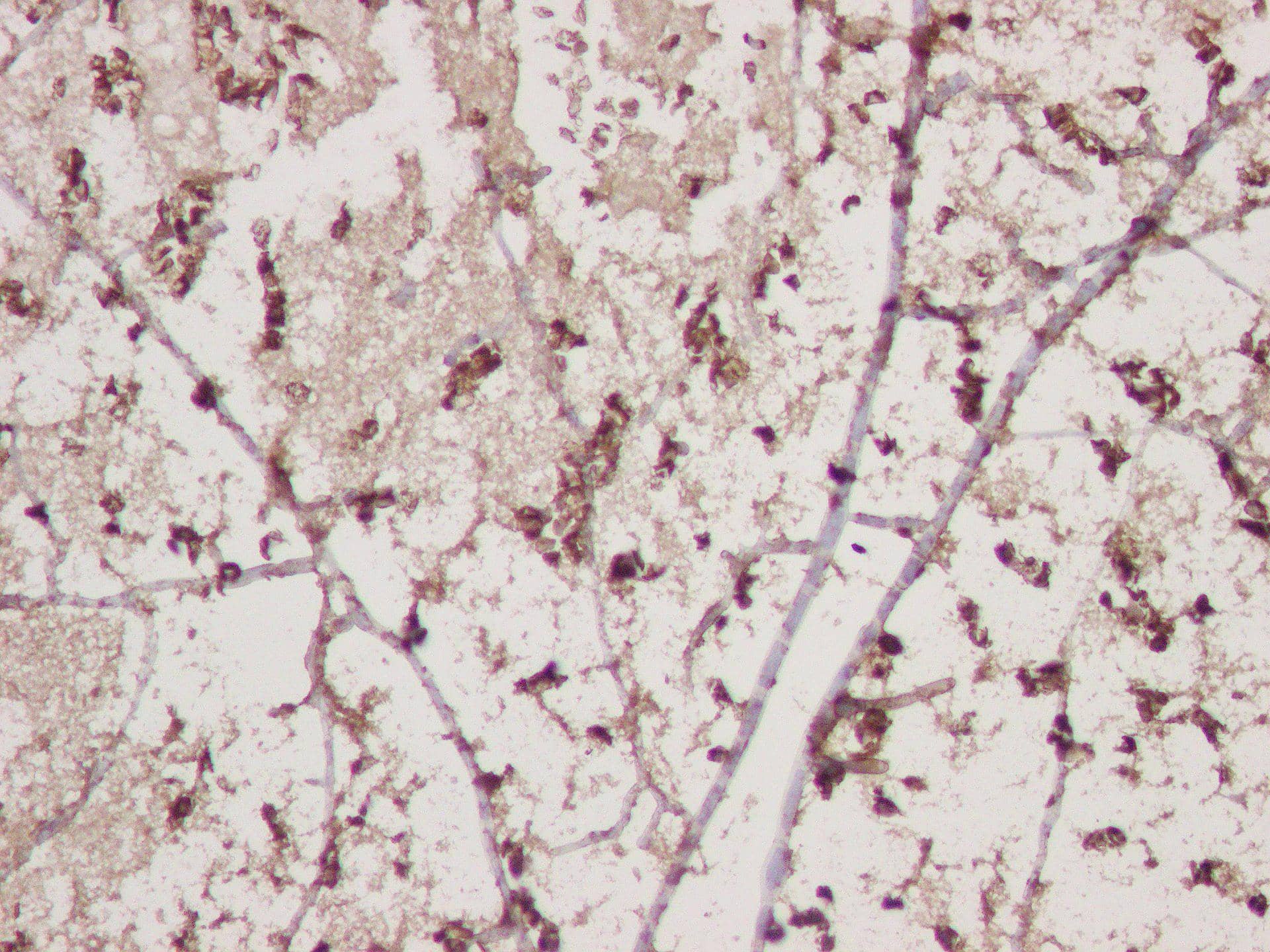 Immunohistochemical analysis of paraffin-embedded mouse liver tissue using DARC Antibody (SR1582) - BSA Free.