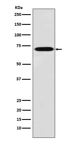 Western Blot: Plastin L Antibody (SR2161) [NBP3-21981] - Western blot analysis using NBP3-21981 in THP1 cell lysate.