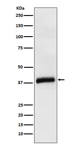 Western Blot: Apolipoprotein L1 Antibody (SR1743) [NBP3-21988] - Western blot analysis using NBP3-21988 in Human plasma cell lysate.