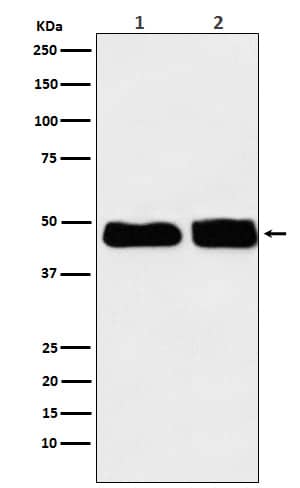 Western Blot: C4 binding protein B Antibody (SR1762) [NBP3-21995] - Western blot analysis using NBP3-21995 in (1) Human plasma lysate; (2) Rat plasma lysate.