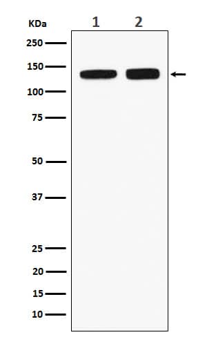 Western Blot: RNF40 Antibody (SR1131) [NBP3-22007] - Western blot analysis using NBP3-22007 in (1) HeLa cell lysate; (2) RAW264.7 cell lysate.