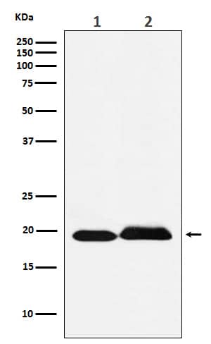 Western Blot: SFRS3 Antibody (SR1309) [NBP3-22008] - Western blot analysis using NBP3-22008 in (1) Jurkat cell lysate; (2) Rat brain lysate.