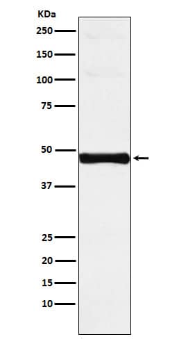 Western Blot: IRF9 Antibody (SR1836) [NBP3-22016] - Western blot analysis using NBP3-22016 in Jurkat cell lysate.