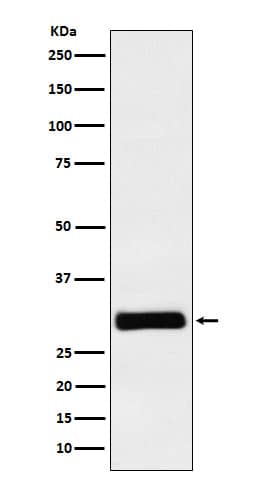 Western Blot: HHEX Antibody (SR1508) [NBP3-22023] - Western blot analysis using NBP3-22023 in K562 cell lysate.