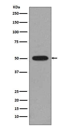 Western Blot: beta II Tubulin Antibody (SR1867) [NBP3-22028] - Western blot analysis using NBP3-22028 in C6 cell lysate.