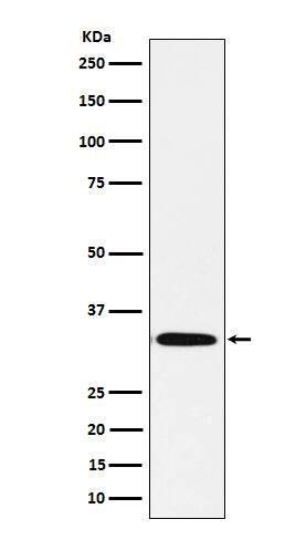 Western Blot: Syntaxin 1B Antibody (SR1555) [NBP3-22030] - Western blot analysis using NBP3-22030 in Human fetal brain lysate.