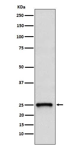 Western Blot TC10 Antibody (SR1384)