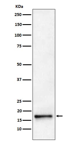 Western Blot: AP2S1 Antibody (SR1244) [NBP3-22045] - Western blot analysis using NBP3-22045 in HeLa cell lysate.