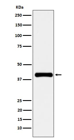 Western Blot: PON1 Antibody (SR1662) [NBP3-22058] - Western blot analysis using NBP3-22058 in human plasma cell lysate.