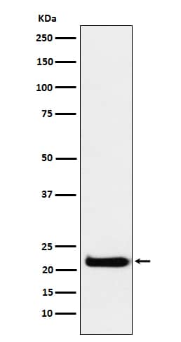 Western Blot: CEND1 Antibody (SR1342) [NBP3-22060] - Western blot analysis using NBP3-22060 in U-87 MG cell lysate.