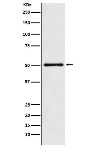 Western Blot: Ornithine Decarboxylase Antibody (SR1904) [NBP3-22078] - Western blot analysis using NBP3-22078 in K562 cell lysate.