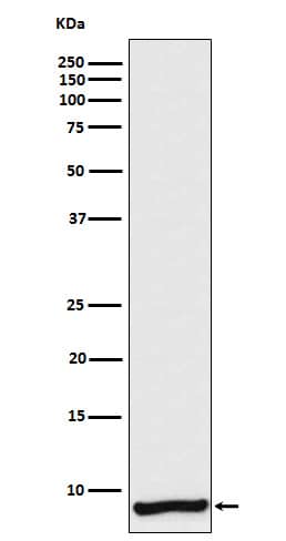 Western Blot: Apolipoprotein C1 Antibody (SR2315) [NBP3-22083] - Western blot analysis using NBP3-22083 in Human plasma lysate.