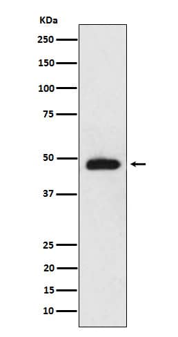 Western Blot: NeuroD2 Antibody (SR1838) [NBP3-22086] - Western blot analysis using NBP3-22086 in mouse cerebellum cell lysate.