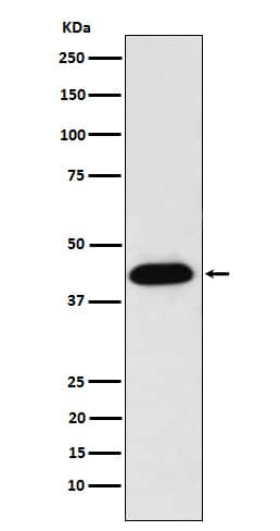 Western Blot: NUDC Antibody (SR1714) [NBP3-22087] - Western blot analysis using NBP3-22087 in HeLa cell lysate.