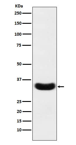 Western Blot: Phospholipid Scramblase 1/PLSCR1 Antibody (SR1591) [NBP3-22122] - Western blot analysis using NBP3-22122 in A431 cell lysate.