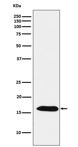 Western Blot: Peroxiredoxin 5 Antibody (SR1264) [NBP3-22124] - Western blot analysis using NBP3-22124 in HepG2 cell lysate.