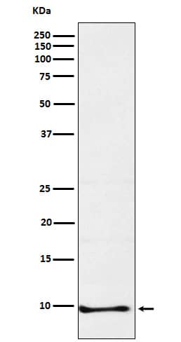 Western Blot Neuronatin Antibody (SR2316)