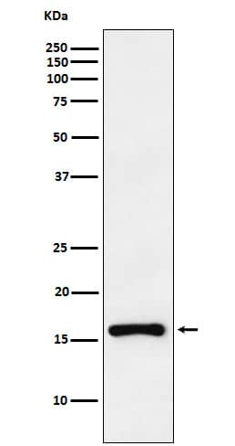 Western Blot: p18INK4c/CDKN2C Antibody (SR1208) [NBP3-22146] - Western blot analysis using NBP3-22146 in Ramos cell lysate.