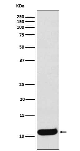 Western Blot: CCL19/MIP-3 beta Antibody (SR1080) [NBP3-22149] - Western blot analysis using NBP3-22149 in Human Macrophage Inflammatory Protein 3 beta recombinant protein lysate.