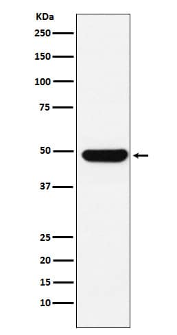 Western Blot: UAP56 Antibody (SR1782) [NBP3-22150] - Western blot analysis using NBP3-22150 in K562 cell lysate.