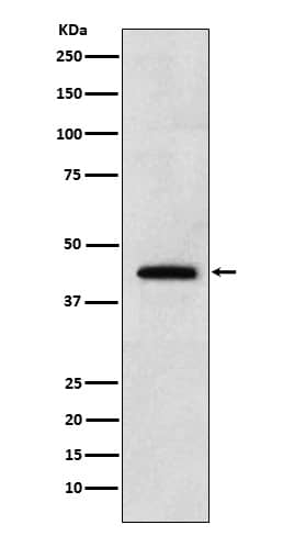Western Blot: Renalase Antibody (SR1720) [NBP3-22151] - Western blot analysis using NBP3-22151 in 293T cell lysate.