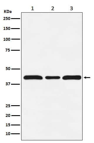 Western Blot: c-Maf Antibody (SR1746) [NBP3-22154] - Western blot analysis using NBP3-22154 in (1) HUVEC cell lysate; (2) NIH/3T3 cell lysate; (3) PC12 cell lysate.