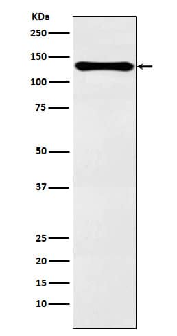 Western Blot: PER2 Antibody (SR1141) [NBP3-22155] - Western blot analysis using NBP3-22155 in HeLa cell lysate.