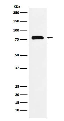 Western Blot: PAF1 Antibody (SR2237) [NBP3-22163] - Western blot analysis using NBP3-22163 in K562 cell lysate.