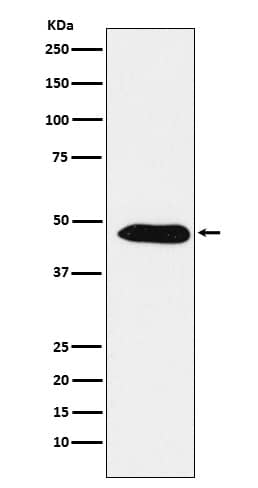 Western Blot: PA2G4/EBP1 Antibody (SR1830) [NBP3-22164] - Western blot analysis using NBP3-22164 in A431 cell lysate.