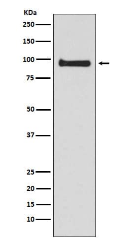 Western Blot: VAV3 Antibody (SR2314) [NBP3-22165] - Western blot analysis using NBP3-22165 in Jurkat cell lysate.