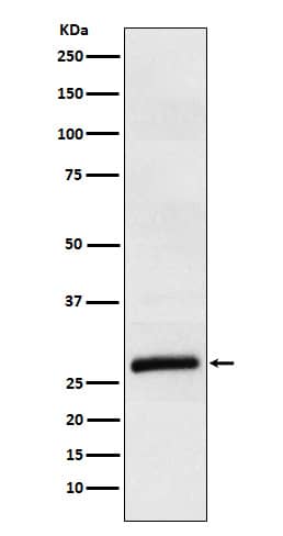 Western Blot: Apolipoprotein M/ApoM Antibody (SR1390) [NBP3-22196] - Western blot analysis using NBP3-22196 in Human plasma lysate.
