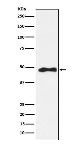 Western Blot: AP2 alpha Antibody (SR1826) [NBP3-22200] - Western blot analysis using NBP3-22200 in Hela cell lysate.