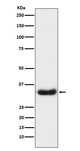 Western Blot: Lefty1/2 Antibody (SR1556) [NBP3-22230] - Western blot analysis using NBP3-22230 in Caco2 cell lysate.