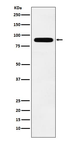 Western Blot: TBX3 Antibody (SR2261) [NBP3-22232] - Western blot analysis using NBP3-22232 in MCF7 cell lysate.