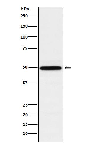 Western Blot: RUVBL1 Antibody (SR1895) [NBP3-22244] - Western blot analysis using NBP3-22244 in K562 cell lysate.