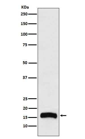 Western Blot: FLAP Antibody (SR1238) [NBP3-22251] - Western blot analysis using NBP3-22251 in THP1 cell lysate.