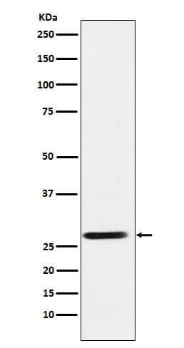 Western Blot: SRD5A2 Antibody (SR1475) [NBP3-22258] - Western blot analysis using NBP3-22258 in PC3 cell lysate.