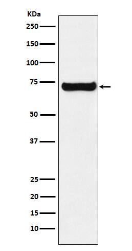 Western Blot: SESN1 Antibody (SR2166) [NBP3-22266] - Western blot analysis using NBP3-22266 in K562 cell lysate.