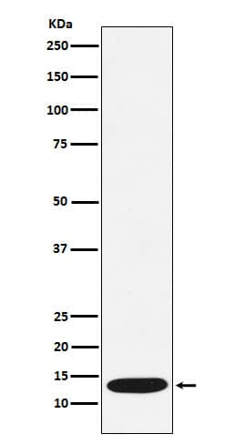 Western Blot: CCL21/6Ckine Antibody (SR1207) [NBP3-22286] - Western blot analysis using NBP3-22286 in Human CCL21/6Ckine recombinant protein lysate.