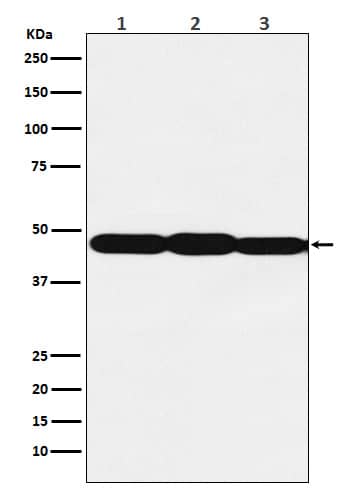 Western Blot: ELF3/ESE-1 Antibody (SR1813) [NBP3-22292] - Western blot analysis using NBP3-22292 in (1) A431 cell lysate; (2) NIH/3T3 cell lysate; (3) C6 cell lysate.