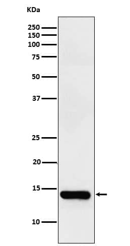 Western Blot: FABP2/I-FABP Antibody (SR1211) [NBP3-22293] - Western blot analysis using NBP3-22293 in Human small intestine lysate.