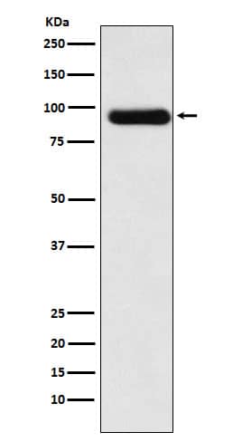 Western Blot: Activin RIIA Antibody (SR2253) [NBP3-22297] - Western blot analysis using NBP3-22297 in HeLa cell lysate.