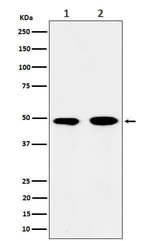 Western Blot: eIF3e Antibody (SR1768) [NBP3-22309] - Western blot analysis using NBP3-22309 in (1) 293T cell lysate; (2) Jurkat cell lysate.